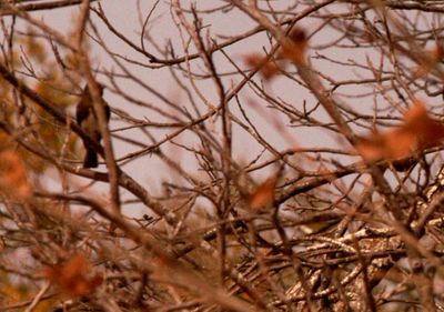 32countyblackphoebe.JPG