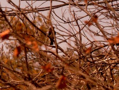 32countyblackphoebe222222222.JPG