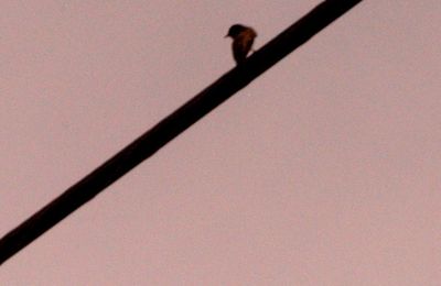 32countyblackphoebe3333333333.JPG