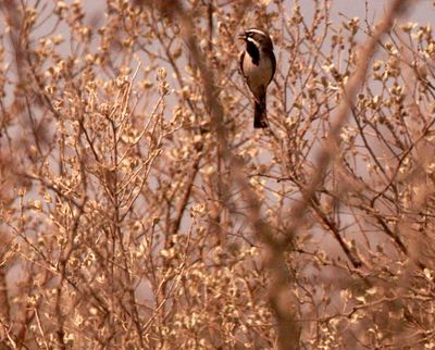 32countyblackthroatedsparrow.JPG