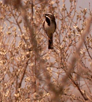32countyblackthroatedsparrow222222222.JPG
