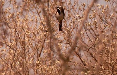 32countyblackthroated.JPG
