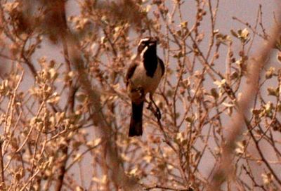 32countyblackthroatedsparrow4444444444.JPG