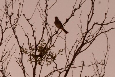 32countybird55555555.JPG