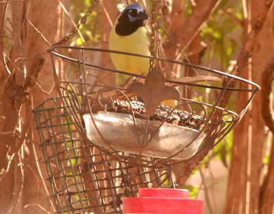 33country.greenjay.JPG