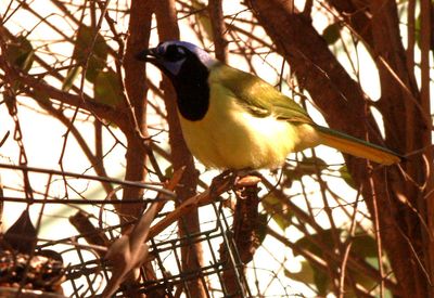 33country.greenjay777777777.JPG