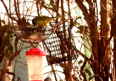 33country.greenjay9999999999.JPG