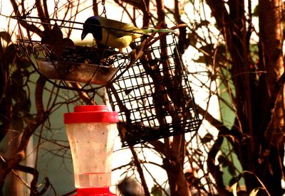 33country.greenjay10