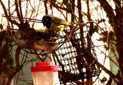 33country.greenjay11.JPG