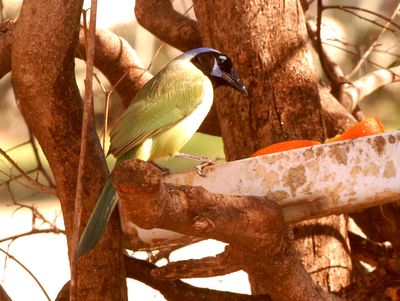 33country.2greenjay.JPG