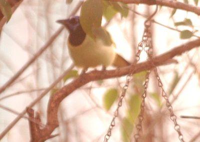 34county.greenjay2222222222.JPG
