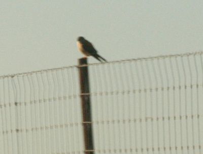 34county.kestrel.JPG