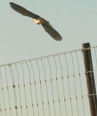 34county.americankestrel.JPG