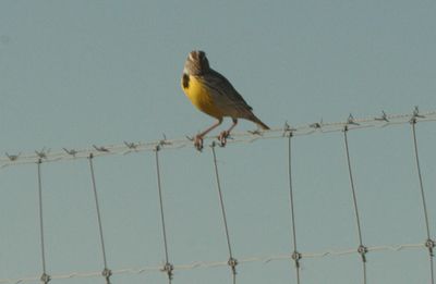 34county.westernmeadowlark.JPG