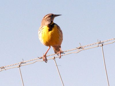 34county.wwesternmeadowlark.JPG