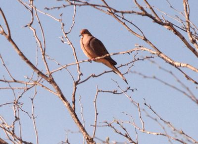 34county.mourningdove.JPG