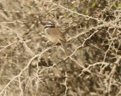 34county.blackthroatedsparrow.JPG
