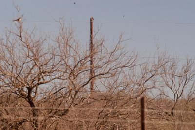 34county.mockerredtail.JPG