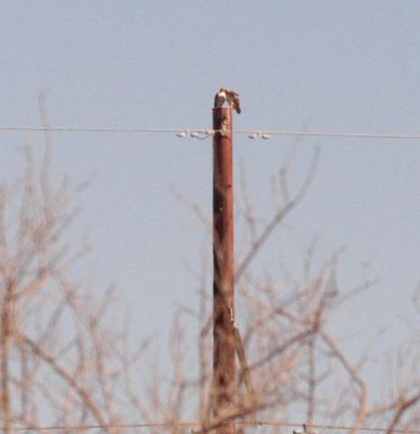 34county.redtail.JPG