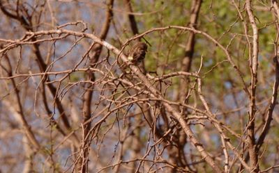 34county.yellowrumped.JPG