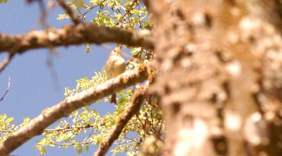 34county.whiteeyedvireo.JPG