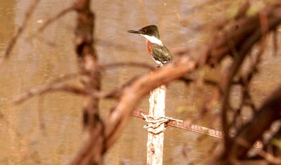 34county.greenkingfisher.JPG