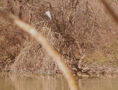 34county.greategret.JPG