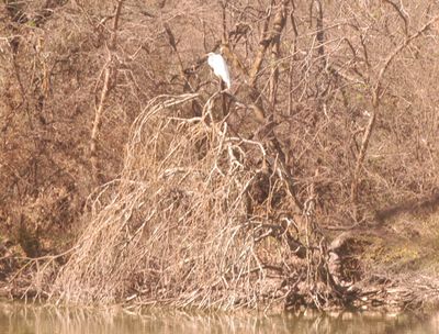 34county.greategret2222222222.JPG