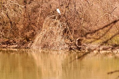 34county.greategret6666666666.JPG
