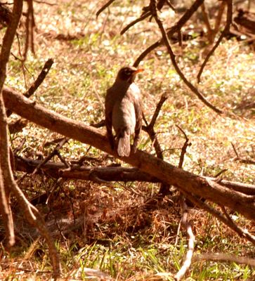 34county.Robin22222222.JPG
