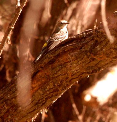 34county.yellowrumped22222223.JPG