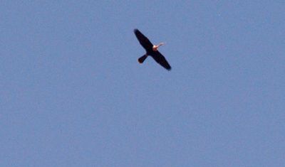 34county.22222anhinga.JPG