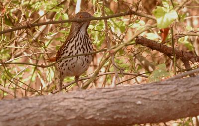 34county.longbilledthrasher.JPG