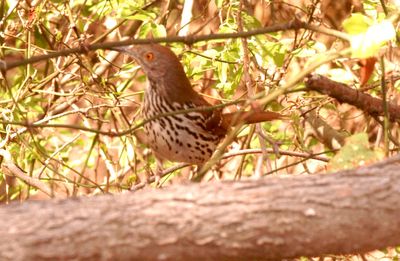 34county.lbelledthrasher.JPG