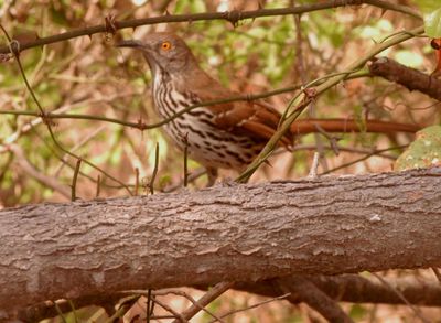 34county.llongbilledthrasher.JPG