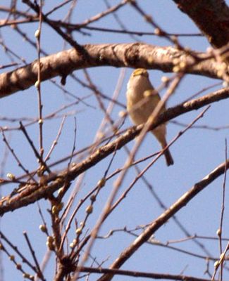 34county.whiteeyedvireo222222222.JPG