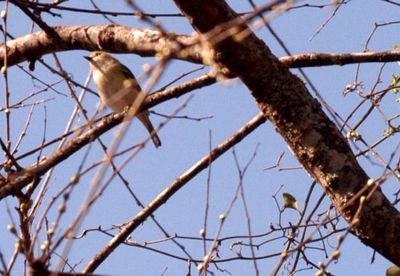34county.whiteeyedvireo4444444444.JPG