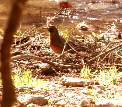 34county.22222robins.JPG