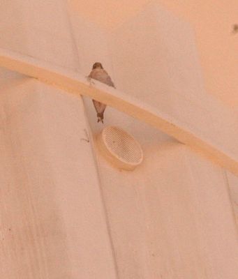 34county.peregrine456.JPG