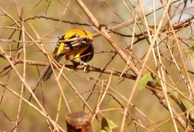 34county.audubon's1111111.JPG