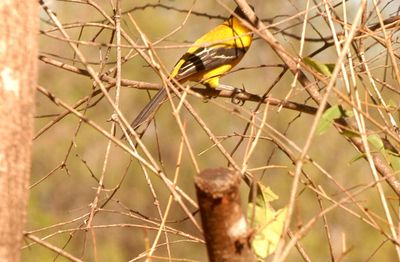 34county.audubon's4444444444.JPG