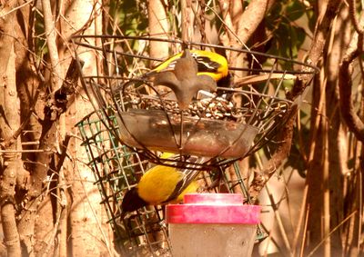 34county.audubonpair.JPG