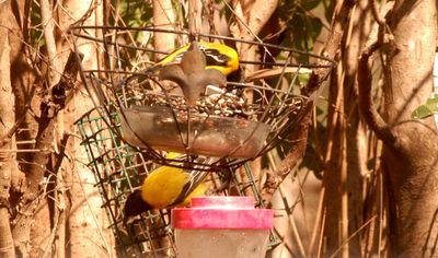 34county.audubon'spair111111111.JPG