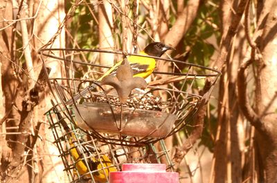 34county.audubon'spair222222222.JPG