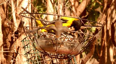 34county.audubon'spair333333333.JPG