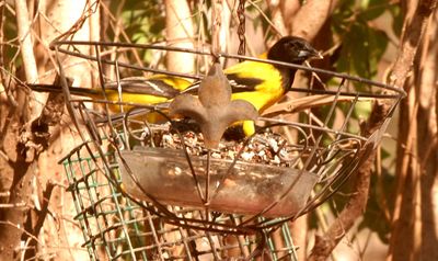 34county.audubon'spair4444444444.JPG