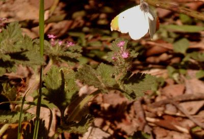 34county.falcateorangetip.JPG