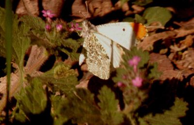 34county.2222222falcaateorangetip.JPG