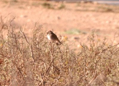 34county.blackthroated.JPG
