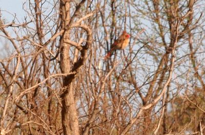 35countycardinal.JPG